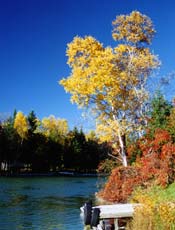 Fall Colors
